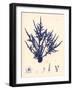 Blue Botanical Study II-Kimberly Poloson-Framed Art Print