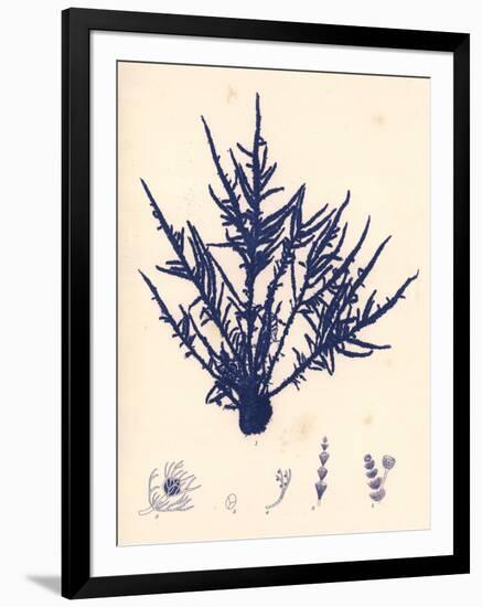 Blue Botanical Study II-Kimberly Poloson-Framed Premium Giclee Print