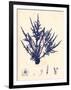 Blue Botanical Study II-Kimberly Poloson-Framed Premium Giclee Print