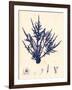 Blue Botanical Study II-Kimberly Poloson-Framed Art Print