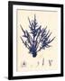 Blue Botanical Study II-Kimberly Poloson-Framed Art Print