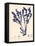 Blue Botanical Study III-Kimberly Poloson-Framed Stretched Canvas