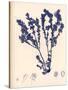 Blue Botanical Study III-Kimberly Poloson-Stretched Canvas