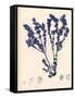 Blue Botanical Study III-Kimberly Poloson-Framed Stretched Canvas