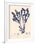 Blue Botanical Study III-Kimberly Poloson-Framed Art Print
