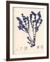 Blue Botanical Study III-Kimberly Poloson-Framed Art Print