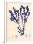Blue Botanical Study III-Kimberly Poloson-Framed Premium Giclee Print