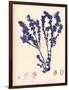 Blue Botanical Study III-Kimberly Poloson-Framed Premium Giclee Print