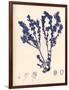 Blue Botanical Study III-Kimberly Poloson-Framed Premium Giclee Print