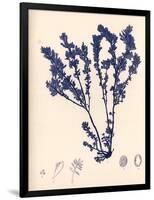 Blue Botanical Study III-Kimberly Poloson-Framed Premium Giclee Print