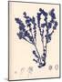 Blue Botanical Study III-Kimberly Poloson-Mounted Art Print