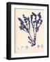 Blue Botanical Study III-Kimberly Poloson-Framed Premium Giclee Print