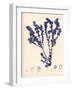 Blue Botanical Study III-Kimberly Poloson-Framed Premium Giclee Print