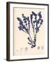 Blue Botanical Study III-Kimberly Poloson-Framed Premium Giclee Print