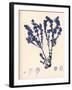 Blue Botanical Study III-Kimberly Poloson-Framed Premium Giclee Print