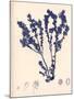 Blue Botanical Study III-Kimberly Poloson-Mounted Premium Giclee Print