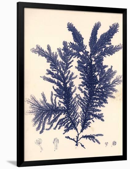 Blue Botanical Study IV-Kimberly Poloson-Framed Premium Giclee Print