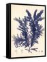 Blue Botanical Study IV-Kimberly Poloson-Framed Stretched Canvas