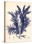 Blue Botanical Study IV-Kimberly Poloson-Stretched Canvas