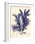 Blue Botanical Study IV-Kimberly Poloson-Framed Art Print