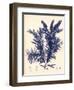 Blue Botanical Study IV-Kimberly Poloson-Framed Art Print