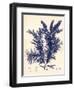 Blue Botanical Study IV-Kimberly Poloson-Framed Art Print