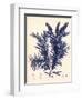 Blue Botanical Study IV-Kimberly Poloson-Framed Art Print