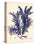 Blue Botanical Study IV-Kimberly Poloson-Stretched Canvas