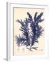 Blue Botanical Study IV-Kimberly Poloson-Framed Premium Giclee Print