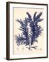 Blue Botanical Study IV-Kimberly Poloson-Framed Premium Giclee Print