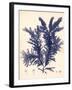 Blue Botanical Study IV-Kimberly Poloson-Framed Premium Giclee Print