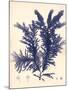 Blue Botanical Study IV-Kimberly Poloson-Mounted Premium Giclee Print