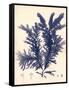 Blue Botanical Study IV-Kimberly Poloson-Framed Stretched Canvas