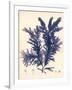 Blue Botanical Study IV-Kimberly Poloson-Framed Art Print