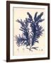 Blue Botanical Study IV-Kimberly Poloson-Framed Art Print