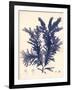 Blue Botanical Study IV-Kimberly Poloson-Framed Art Print