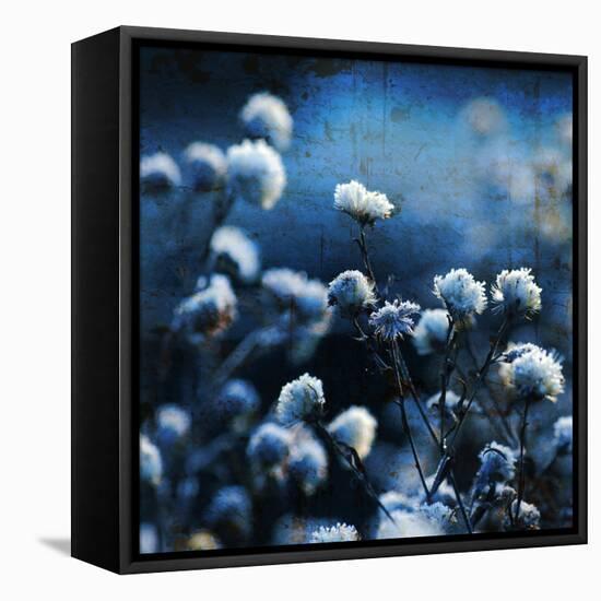 Blue Bouquet-Philippe Sainte-Laudy-Framed Stretched Canvas