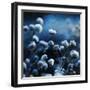 Blue Bouquet-Philippe Sainte-Laudy-Framed Photographic Print