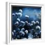 Blue Bouquet-Philippe Sainte-Laudy-Framed Photographic Print