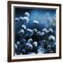 Blue Bouquet-Philippe Sainte-Laudy-Framed Photographic Print