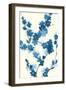 Blue Branch II v2 Crop-Chris Paschke-Framed Art Print