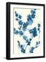 Blue Branch II v2 Crop-Chris Paschke-Framed Art Print