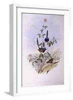 Blue-Breasted Fairywren (Malurus Pulcherrimus)-John Gould-Framed Giclee Print