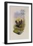 Blue-Breasted Sapphire, Hylocharis Lactea-John Gould-Framed Giclee Print