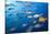 Blue-Bronze Sea Chub (Kyphosus Analogus) and Yellow Sea Chub (Kyphosus Lutescens) School-Reinhard Dirscherl-Stretched Canvas