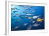 Blue-Bronze Sea Chub (Kyphosus Analogus) and Yellow Sea Chub (Kyphosus Lutescens) School-Reinhard Dirscherl-Framed Photographic Print