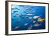 Blue-Bronze Sea Chub (Kyphosus Analogus) and Yellow Sea Chub (Kyphosus Lutescens) School-Reinhard Dirscherl-Framed Photographic Print