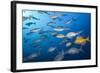 Blue-Bronze Sea Chub (Kyphosus Analogus) and Yellow Sea Chub (Kyphosus Lutescens) School-Reinhard Dirscherl-Framed Photographic Print