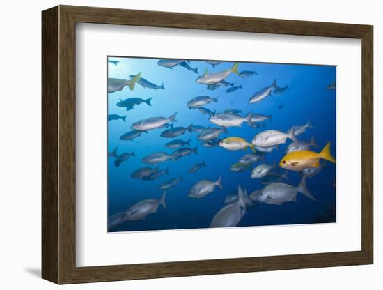 Blue-Bronze Sea Chub (Kyphosus Analogus) and Yellow Sea Chub (Kyphosus Lutescens) School-Reinhard Dirscherl-Framed Photographic Print