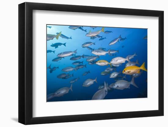 Blue-Bronze Sea Chub (Kyphosus Analogus) and Yellow Sea Chub (Kyphosus Lutescens) School-Reinhard Dirscherl-Framed Photographic Print